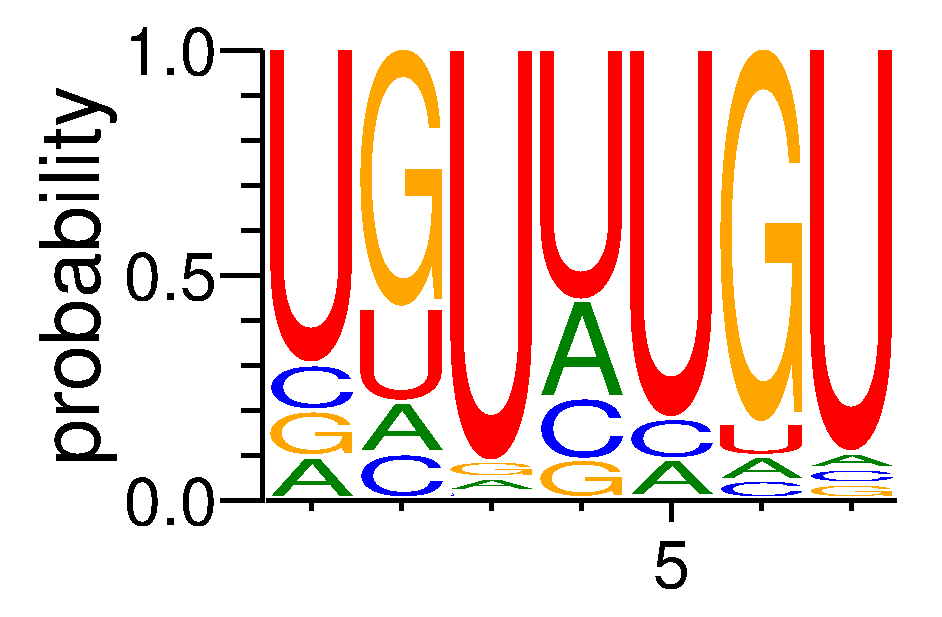 CELF1 (1)