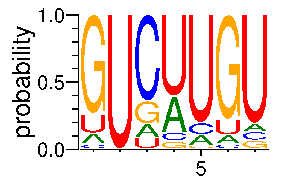 CELF1 (2)