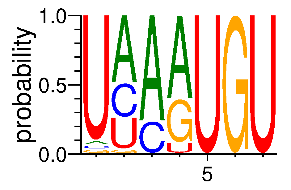 CELF1 (3)