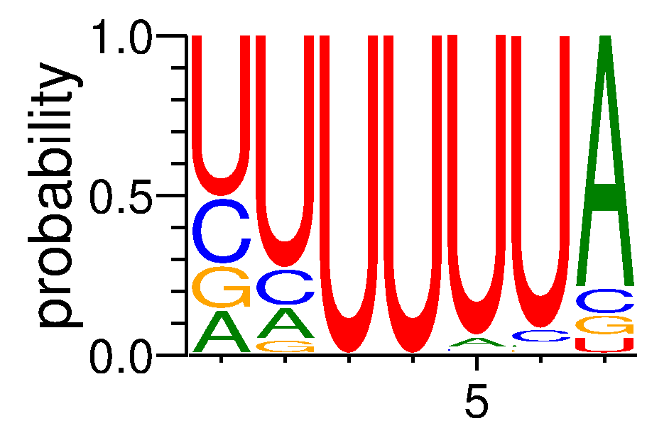 CPEB1 (1)