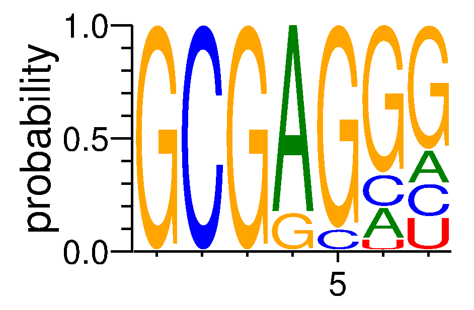 EIF4G2 (2)