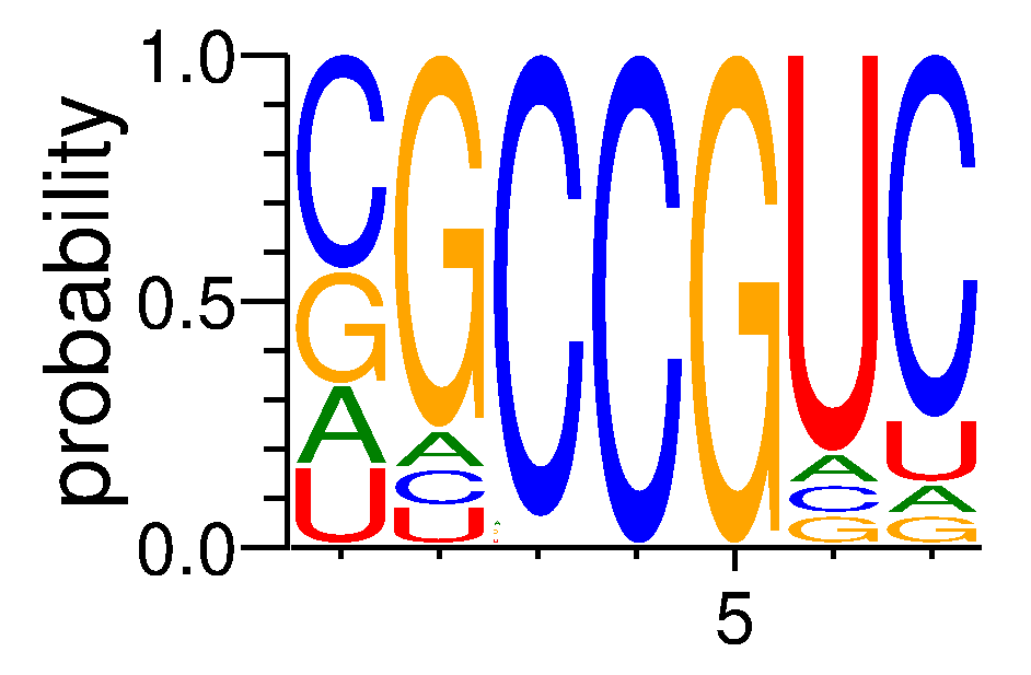 EIF4G2 (3)