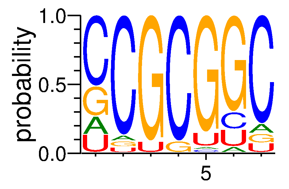 EIF4G2 (4)