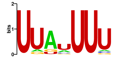 ELAVL2 (2)