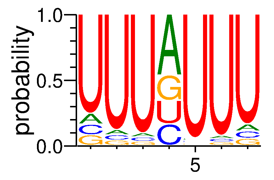 ELAVL4 (1)