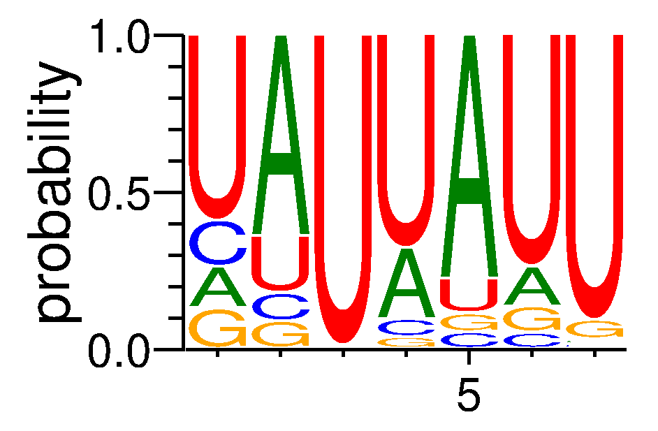 ELAVL4 (2)