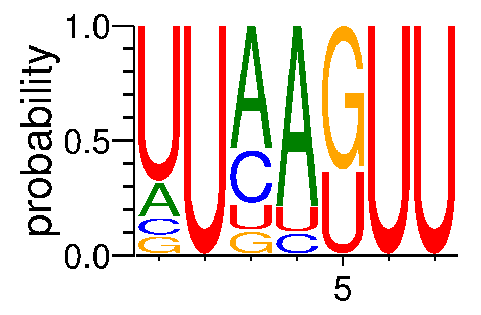 ELAVL4 (3)