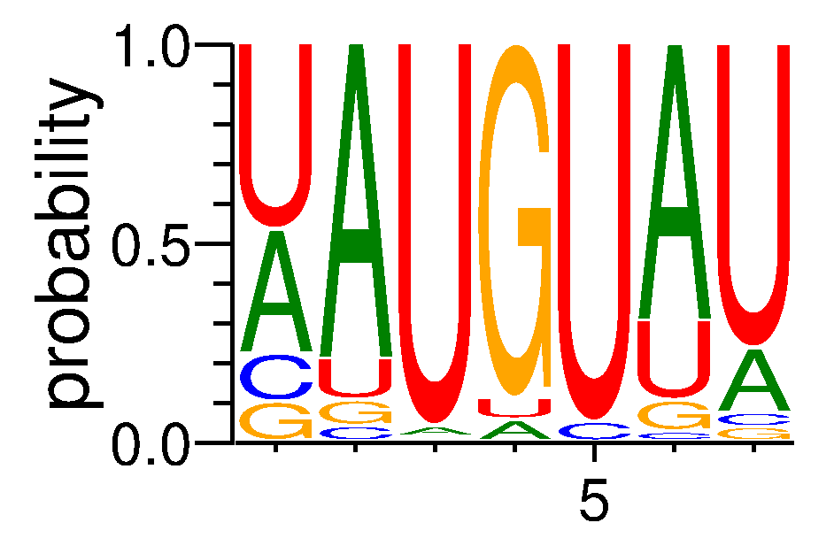 FUBP1 (2)