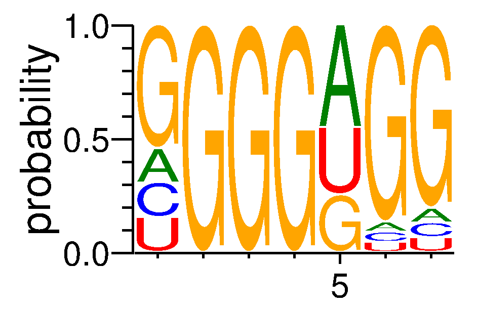 HNRNPA2B1 (2)
