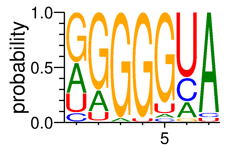 HNRNPA2B1 (3)