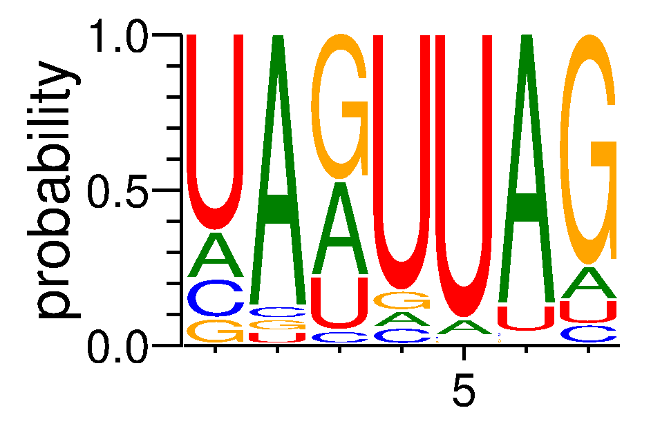 HNRNPA0 (6)