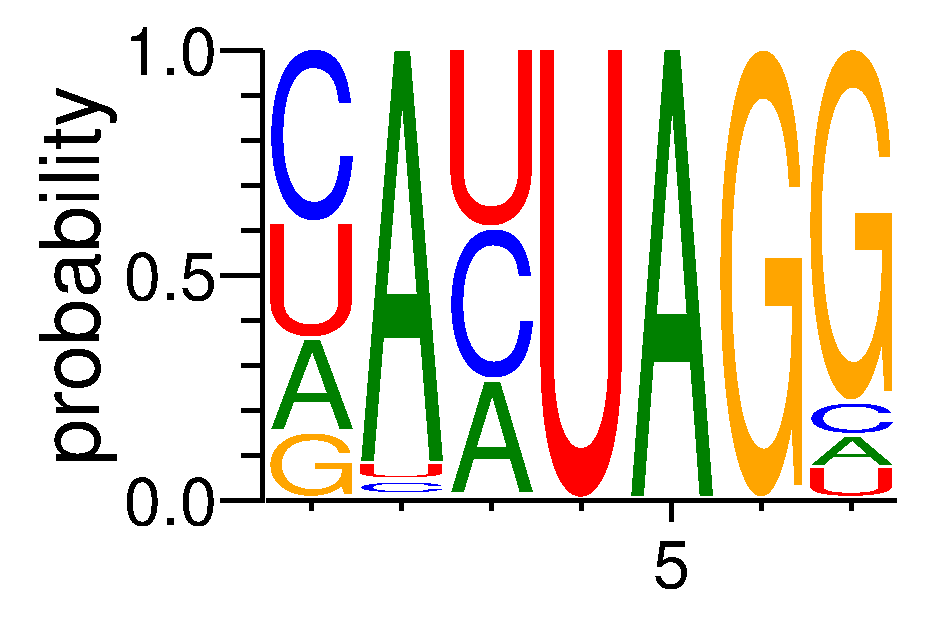 HNRNPA0 (7)