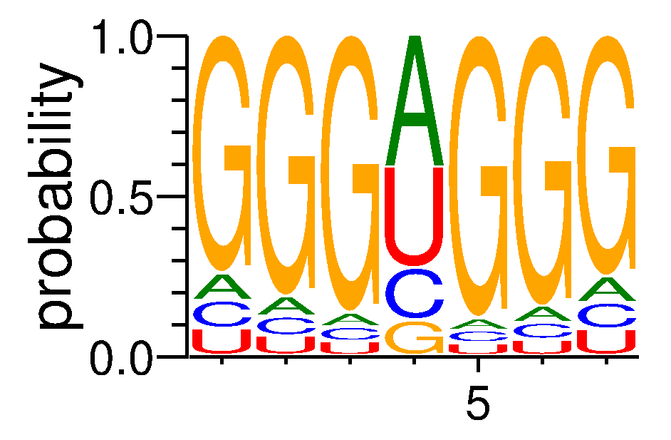 HNRNPF (1)