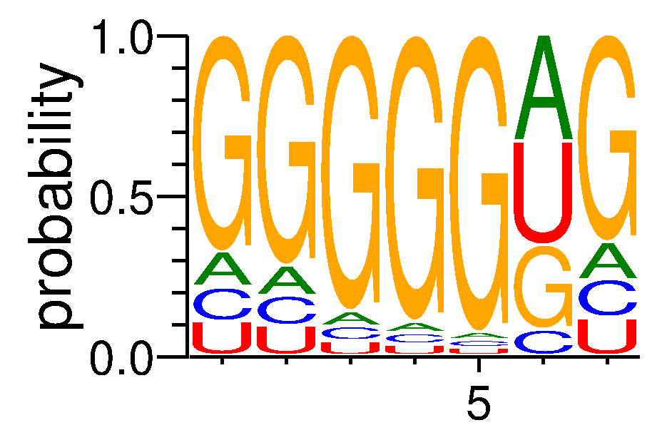 HNRNPH2 (1)