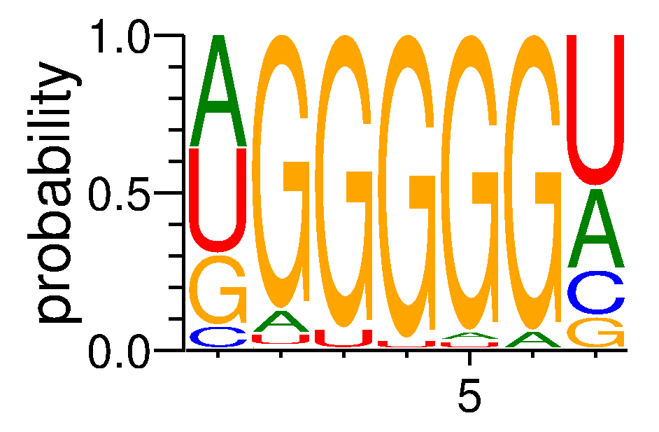 HNRNPH2 (2)