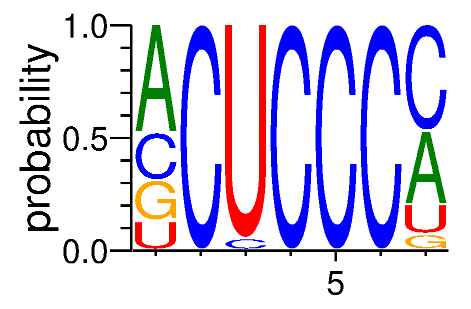 IGF2BP1 (2)