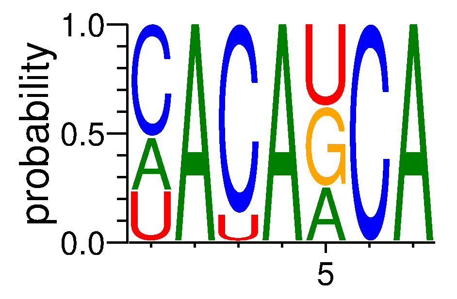 IGF2BP1 (3)