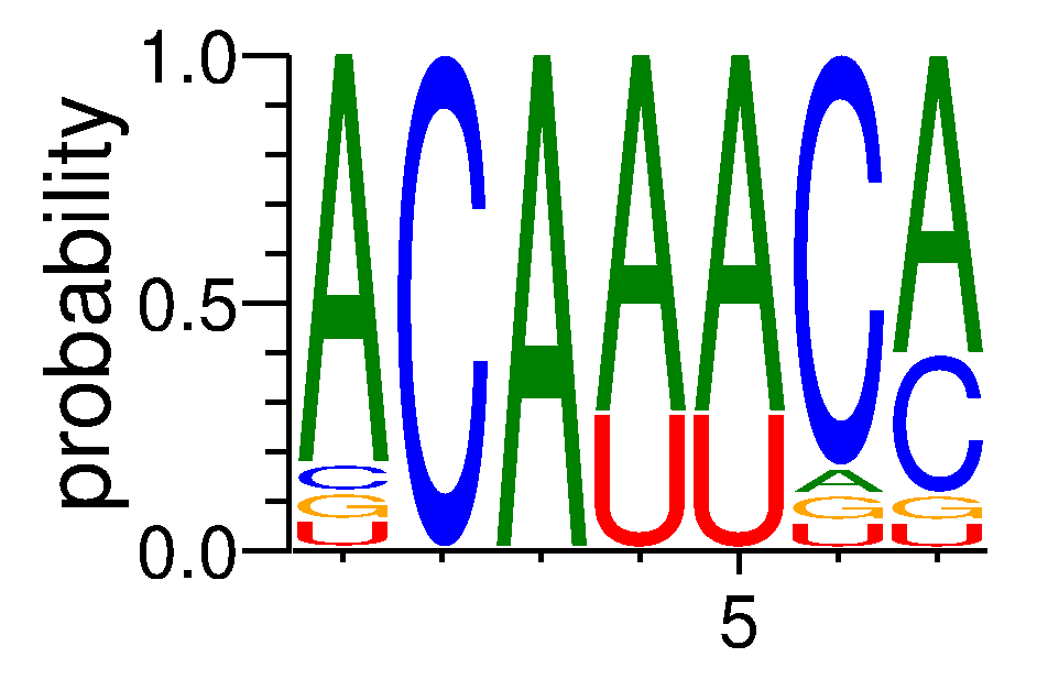 IGF2BP2 (3)