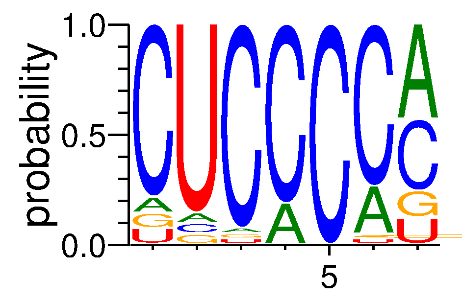 IGF2BP2 (4)
