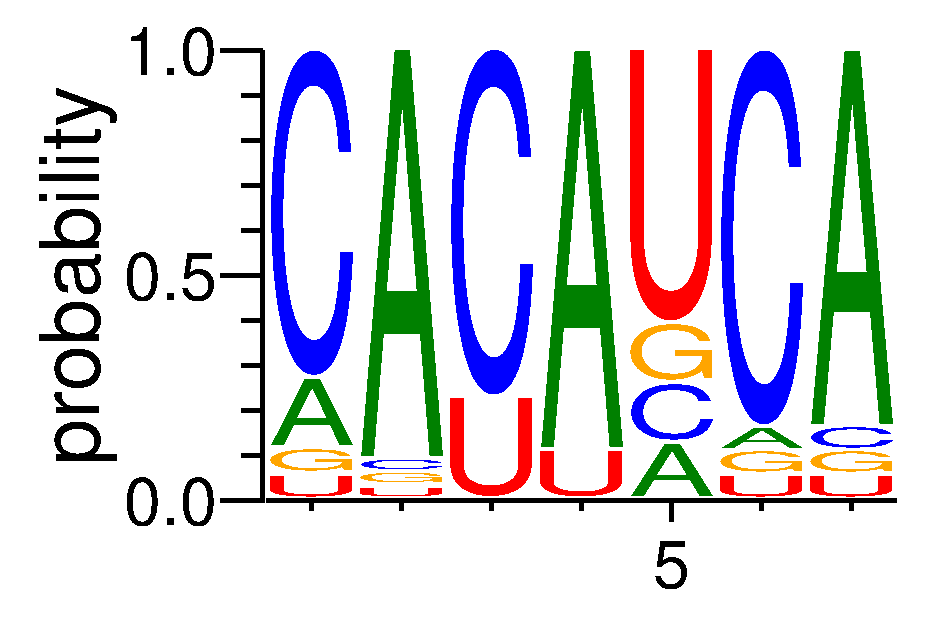 IGF2BP2 (5)