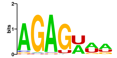 ENSG00000206268