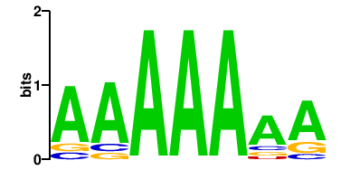PABPC1L (1)