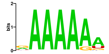 PABPC1L2A