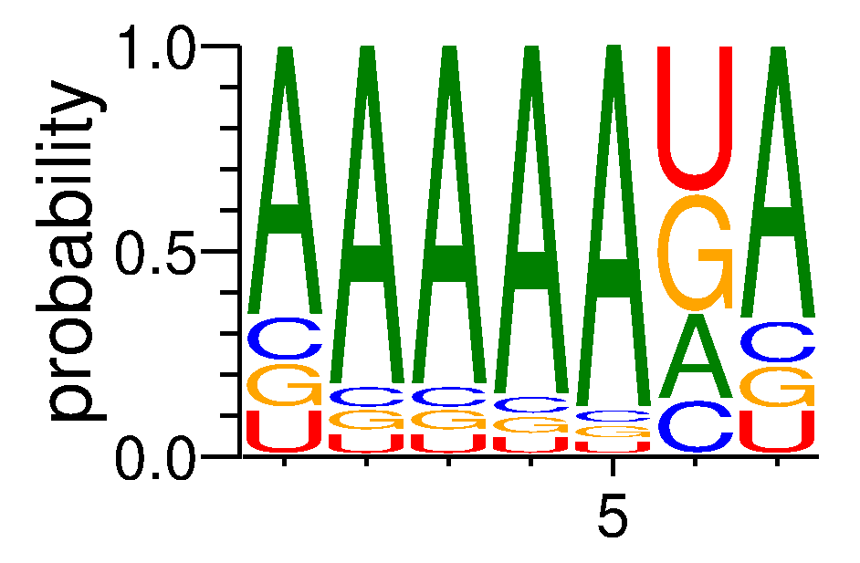 PABPN1L (1)