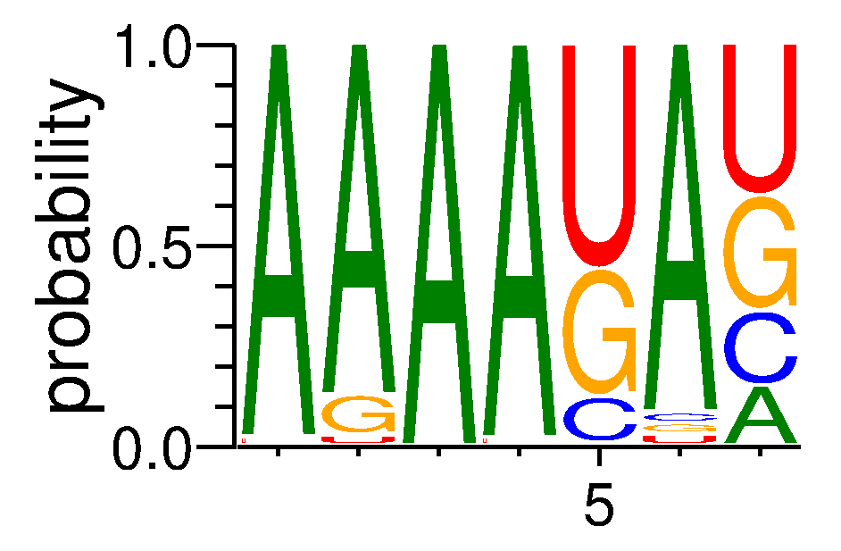 PABPN1L (2)