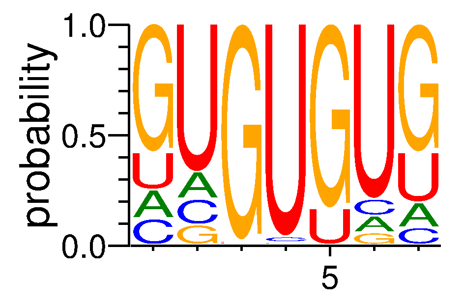 RBM24 (3)