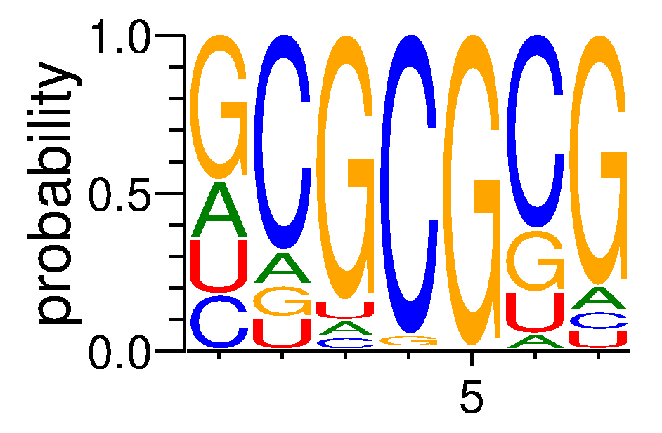 RBM4B (1)