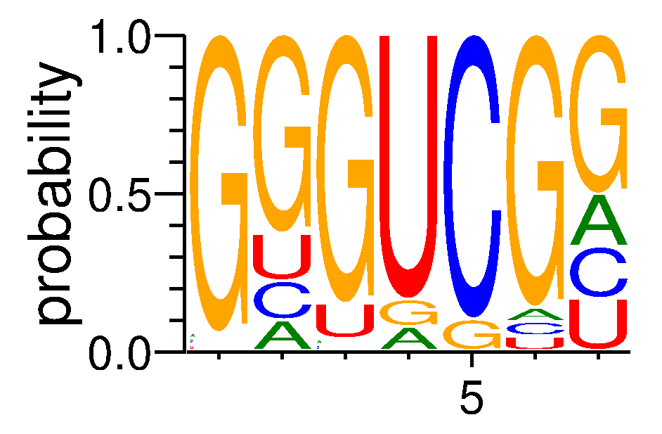 RBM4B (2)