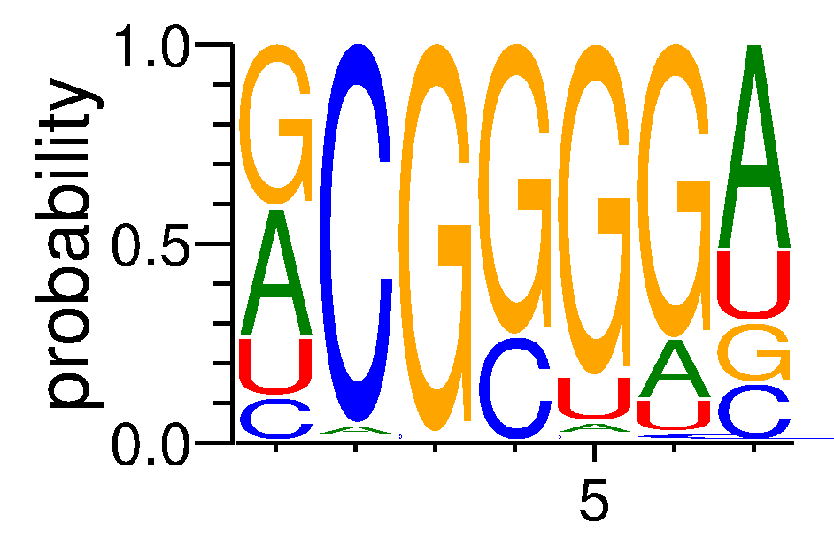 RBM4B (3)