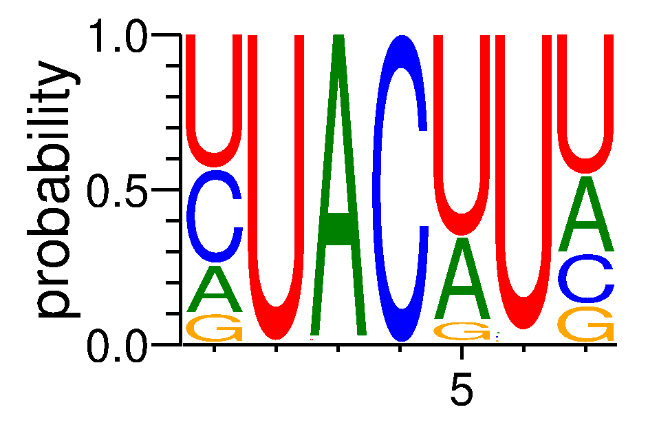 RBM41 (2)