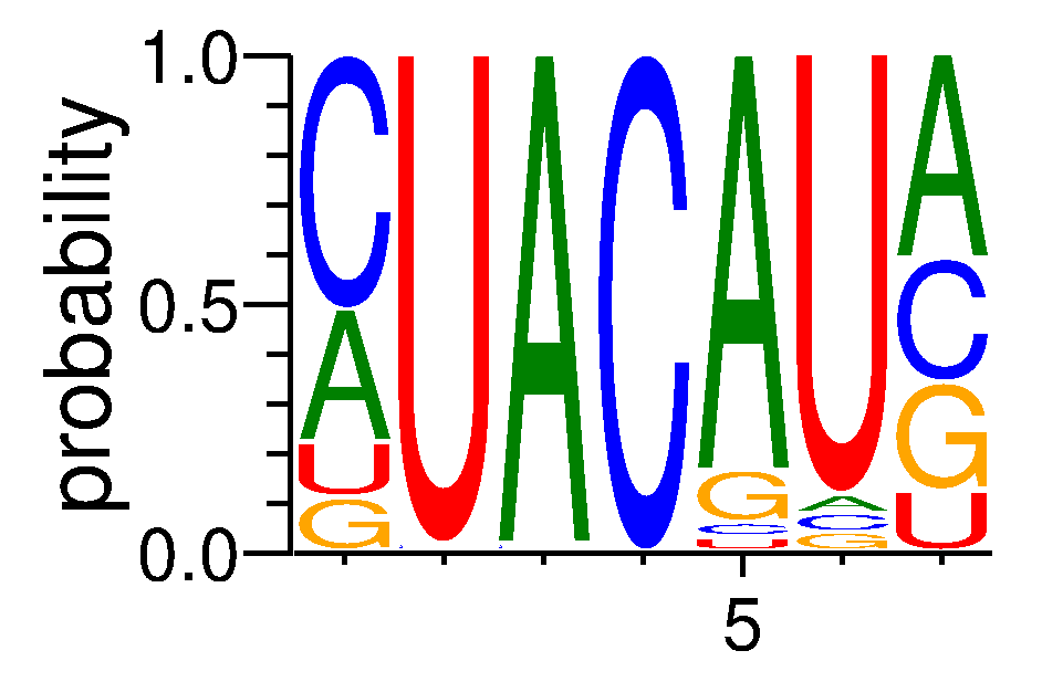 RBM41 (3)