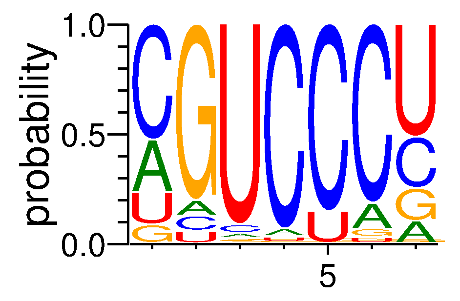 RBM6 (2)
