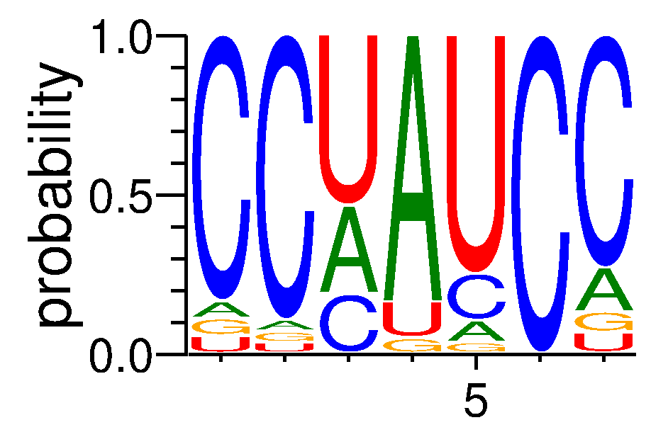 RBM6 (3)