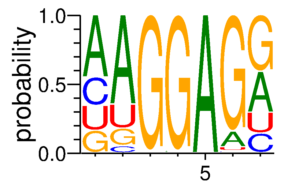 SRSF9 (3)