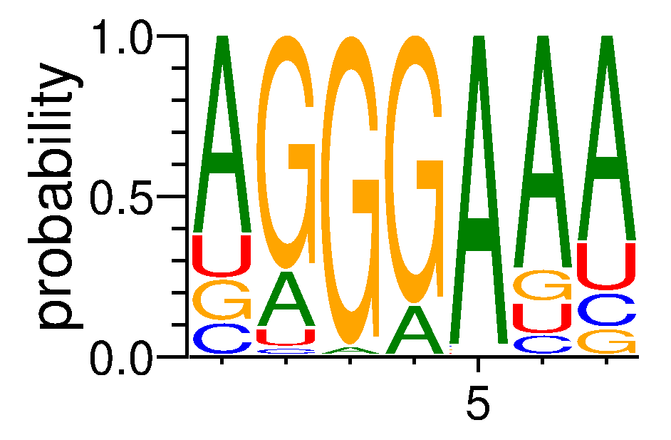 SRSF9 (4)