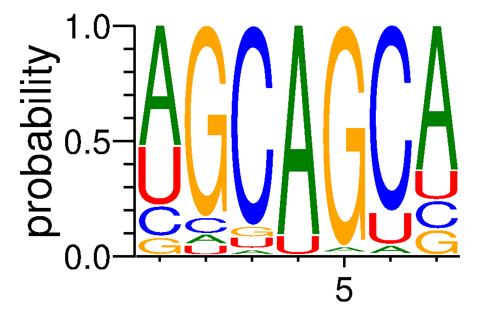 SRSF10 (5)