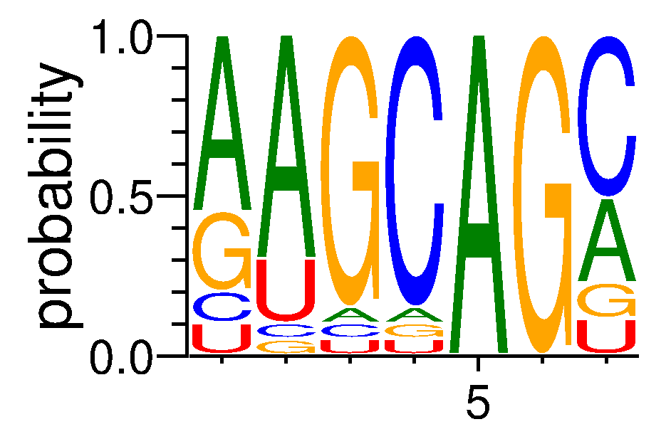 SRSF11 (1)