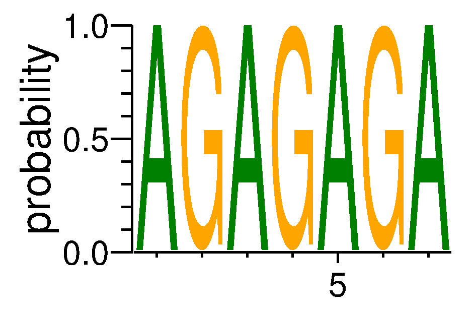 SRSF11 (2)