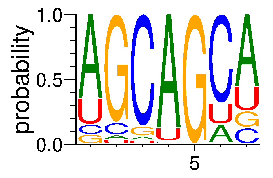 SRSF2 (1)