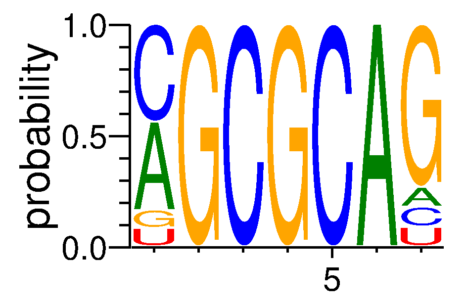 SRSF2 (3)