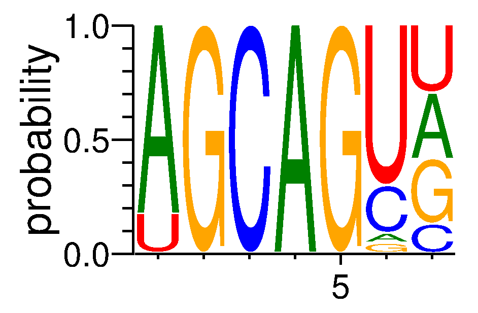 SRSF4 (1)