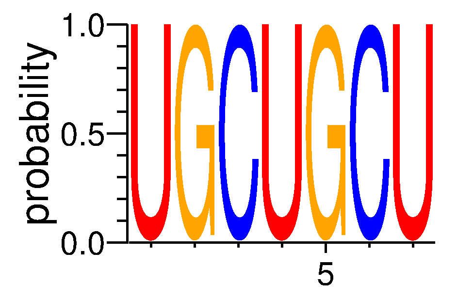 SRSF4 (2)