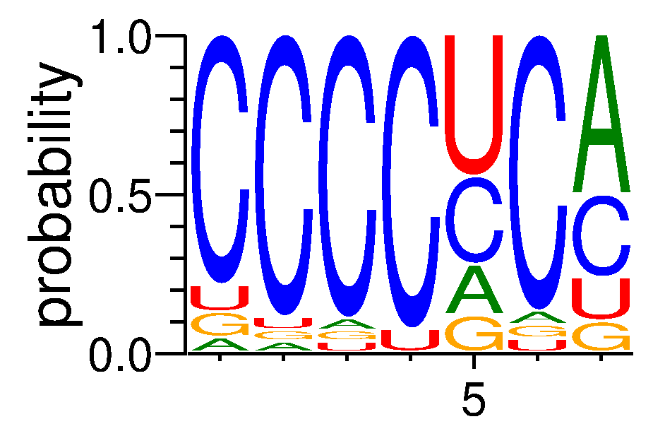 SRSF5 (1)