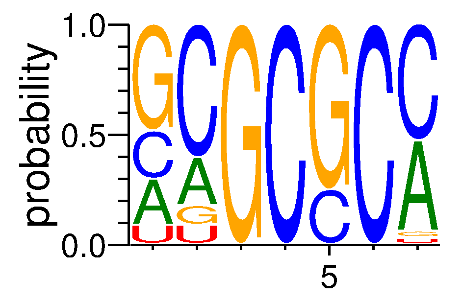 SRSF5 (3)