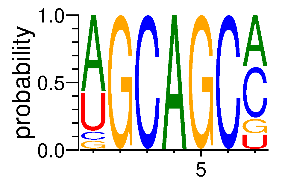 SRSF5 (4)