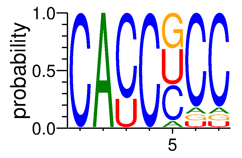 SRSF5 (5)